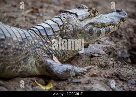 Closeup Of Black Caiman (melanosuchus Niger) Camouflaged On Riverbank 