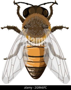 Honey bee isolated on white background Stock Vector