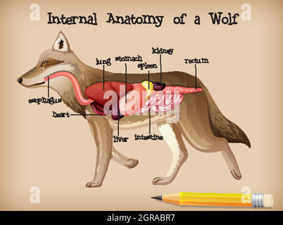 Internal Anatomy of a Wolf Stock Vector