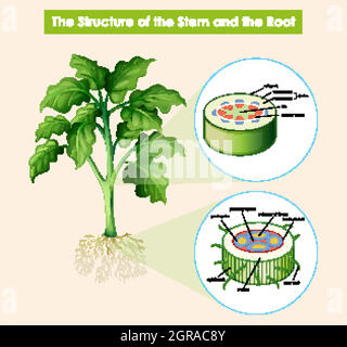 Diagram showing Root and Stem Structure of a Plant Stock Vector Image ...