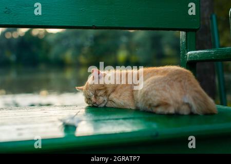 A cat sleeps on a green bench in the village Stock Photo