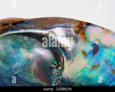 Shiny mother-of-pearl inside abalone of sea snail isolated on white background. Seashell of marine gastropod mollusk. Conch. Stock Photo