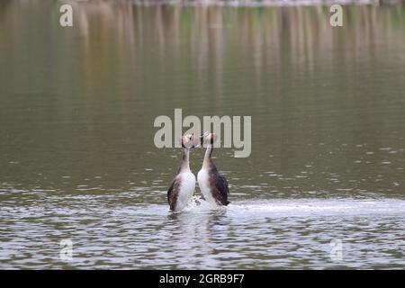 View Of Great Crested Grebes Courting View Of Great Crested Grebes Courting