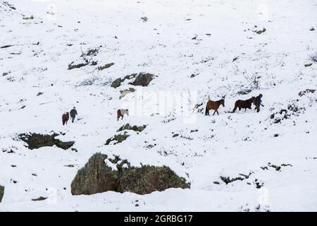 Man with horses in the snow in mountains of Georgia Stock Photo