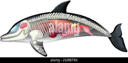 Skeleton anatomy of dolphin isolated on white background Stock Vector ...