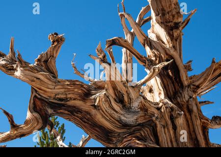 Patriarch Grove is home to the biggest bristlecone pine tree in the world, and it's part of the Ancient Bristlecone Pine Forest in Inyo County, CA. Stock Photo