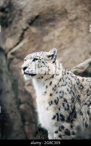 Snow leopard (Panthera uncia), known also as Ounce (taken in 1997 on 35mm film) in a wildlife park