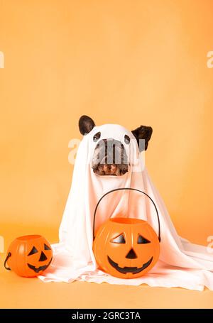 Halloween dog is wearing a sheet, disguised as a ghost costume with pumpkins Stock Photo