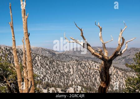 Patriarch Grove is home to the biggest bristlecone pine tree in the world, and it's part of the Ancient Bristlecone Pine Forest in Inyo County, CA. Stock Photo
