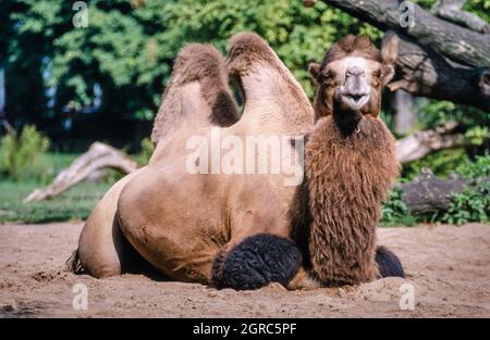 Two-humped Bactrian camel (Camelus bactrianus), also known as the Mongolian camel or domestic Bactrian camel (Taken in 1997 on 35mm film) Stock Photo