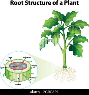 Diagram showing root structure of a plant illustration Stock Vector ...