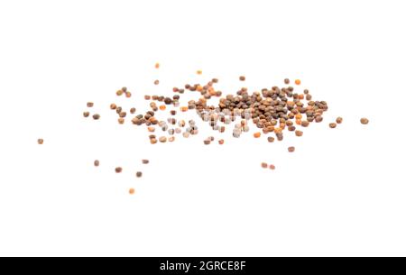 small seeds of rocket salad, local produce of Canary Islands, Spain Stock Photo