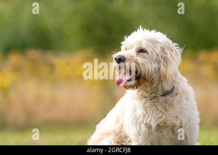 Labradoodle white dog head, dog sits on the grass, yellow flowers and reeds in the background. The white dog with curly hair is sitting in the sun. Stock Photo