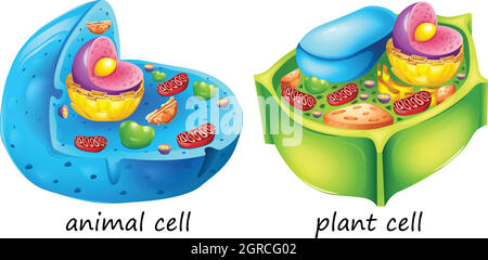 Animal and plant cells Stock Vector