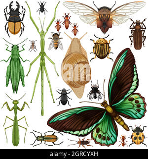 Set of different insects on white background Stock Vector