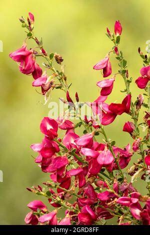 Flowering shrub broom Cytisus Red Favourite Stock Photo - Alamy