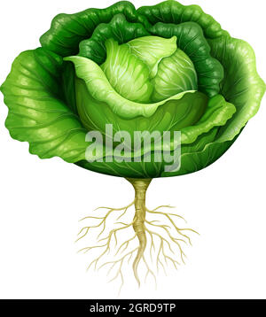 Green cabbage with roots on a white background Stock Vector Image & Art ...