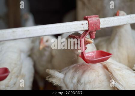 Free range poultry broiler Chickens drinking water by automatic nipple drinker  Stock Photo