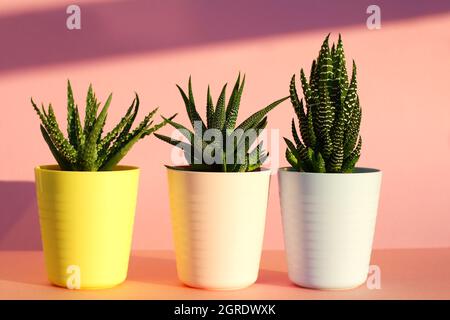 Three Juicy Haworthia Plants Of Different Species In Colorful Pots Near The Pink Wall