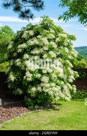 Blooming climbing hydrangeas on tree in garden Stock Photo