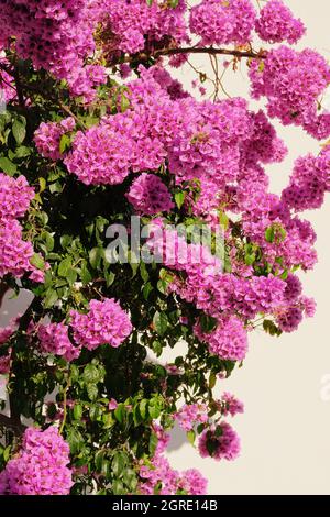 Bougainvillea bush grows next to residential buildings on the coast of Croatia. Summer landscapes in traveling journey. Closeup. Stock Photo