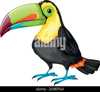 Toucan bird on white background Stock Vector