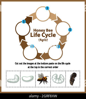 Diagram showing life cycle of Honey Bee (Apis) Stock Vector