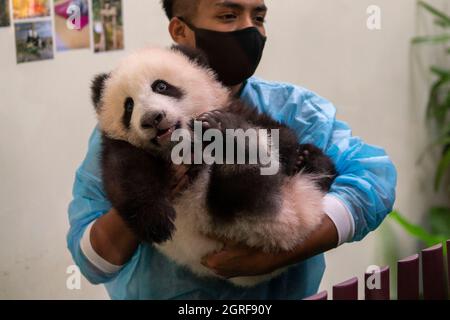 Kuala Lumpur, Malaysia. 1st Oct, 2021. A zookeeper presents
