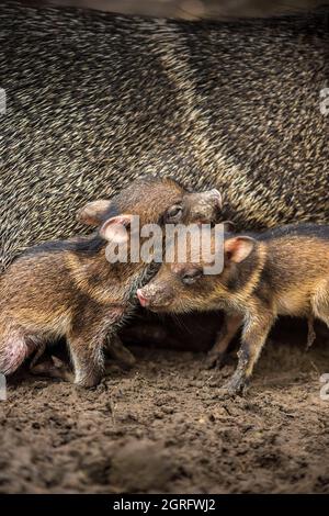 France, French Guiana, Cayenne, Zoological and Botanical Park of French Guiana, juveniles of Collared Peccaries (Pecari tajacu) called pakira, in front of their mother Stock Photo