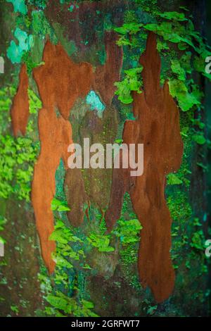 France, French Guiana, Saül, Parc Amazonien de Guyane, detail of a trunk with red bark covered with green mushrooms Stock Photo