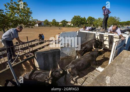 France, Gard, Camargue, Generac, Cuille Ranch, sorting out the bulls Stock Photo