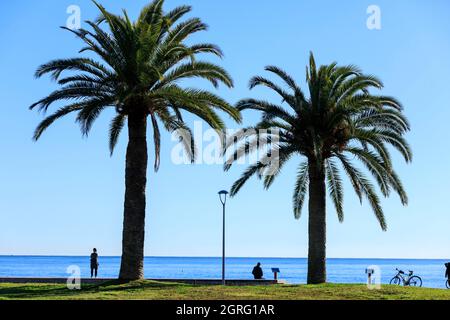 France, Alpes Maritimes, Cagnes sur Mer, Hippodrome promenade, palm trees, bicycle Stock Photo