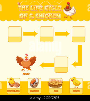 Diagram showing life cycle of Chicken Stock Vector