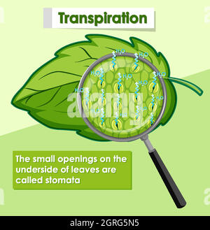 Diagram showing transpiration in plant Stock Vector