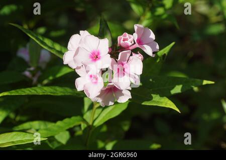 Close up flowers garden phlox (Phlox 'Bright Eyes'). Phlox family (Polemoniaceae). Light pink flowers with a dark pink heart. Dutch garden, August. Stock Photo