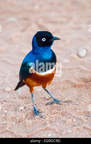 Kenya, Tsavo West National Park, Superb starling (Lamprotornis superbus) Stock Photo