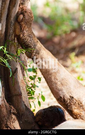 Kenya, Tsavo West National Park, front paw of lion (Panthera leo) Stock Photo
