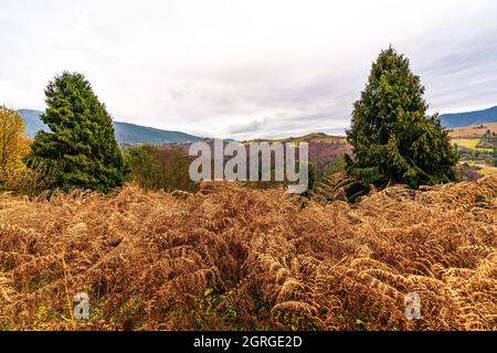 A field with dried grass on the background of hills with spruce forests in the Carpathian mountains Stock Photo