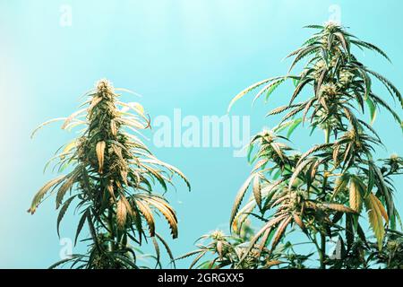 Adult Medical Marijuana plants with flower buds and leafs against blue background Stock Photo