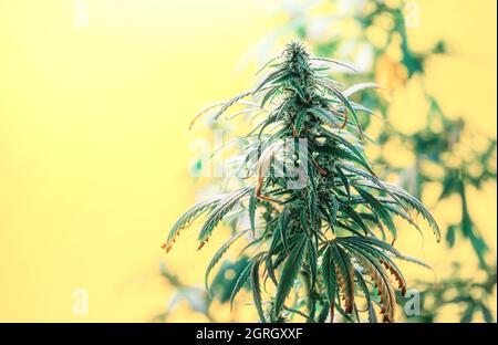 Adult Medical Marijuana plants with flower buds and leafs against yellow background Stock Photo