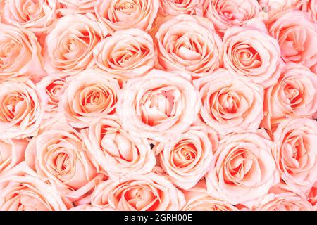 Pastel pink and yellow tea roses natural background. Bright coral color flower pattern. Stock Photo