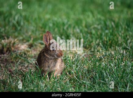Small brown rabbit sitting alone in a grassy area. Stock Photo