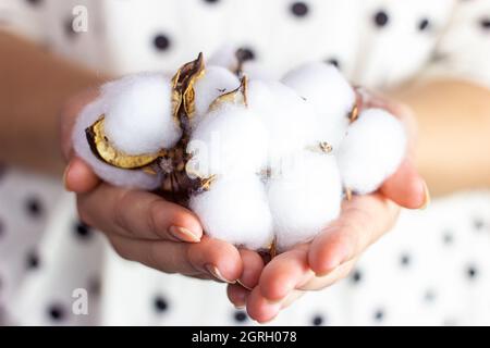 White dry cotton flower balls in Caucasian woman hands on light background close up. Stock Photo