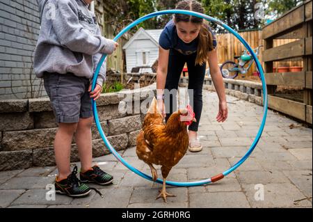 Children training a chicken to walk through a hula hoop Stock Photo