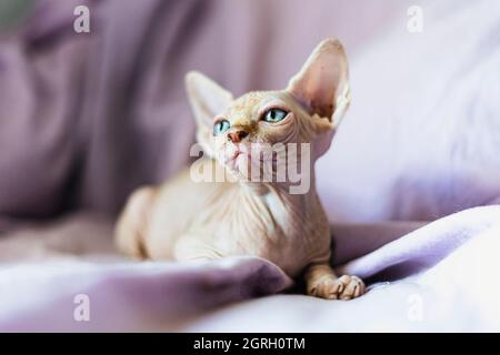sphynx puppy cat looking at camera Stock Photo