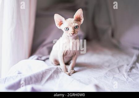 sphynx puppy cat looking at camera Stock Photo