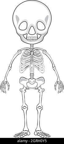 Outline drawing of a human skeleton Stock Vector