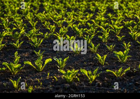 Straight rows of sugar beets growing in a soil in perspective on an agricultural field. Sugar beet cultivation. Young shoots of sugar beet Stock Photo