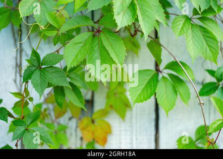 Green leaves of bindweed on a background of blue boards. Stock Photo