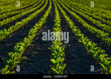 Straight rows of sugar beets growing in a soil in perspective on an agricultural field. Sugar beet cultivation. Young shoots of sugar beet Stock Photo